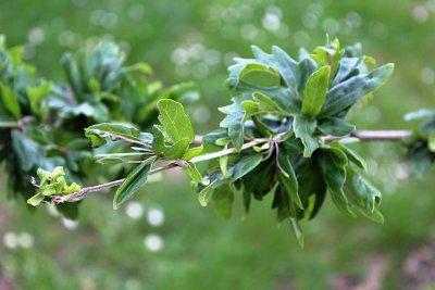 Fagus sylvatica 'Cristata' - buk lesní - větévka s listy